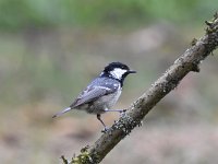 Periparus ater 44, Zwarte mees, Saxifraga-Luuk Vermeer