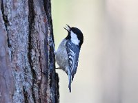 Periparus ater 45, Zwarte mees, Saxifraga-Luuk Vermeer