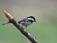 Periparus ater 47, Zwarte mees, Saxifraga-Luuk Vermeer