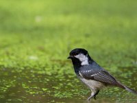 Periparus ater 5, Zwarte mees, Saxifraga-Jan Nijendijk