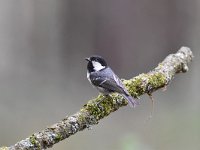 Periparus ater 51, Zwarte mees, Saxifraga-Luuk Vermeer