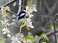 Periparus ater 56, Zwarte mees, Saxifraga-Tom Heijnen