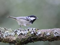 Periparus ater 7, Zwarte mees, Saxifraga-Luuk Vermeer