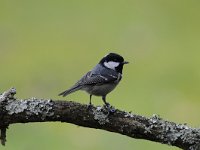 Periparus ater 8, Zwarte mees, Saxifraga-Luuk Vermeer