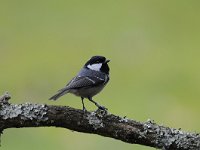 Periparus ater 9, Zwarte mees, Saxifraga-Luuk Vermeer