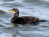 Phalacrocorax aristotelis 40, Kuifaalscholver, Saxifraga-Bart Vastenhouw