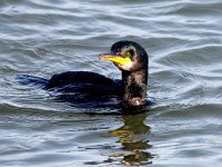 Phalacrocorax aristotelis 41, Kuifaalscholver, Saxifraga-Bart Vastenhouw