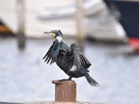 Phalacrocorax carbo 62, Aalscholver, Saxifraga-Luuk Vermeer