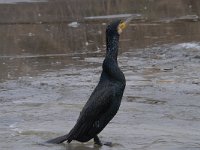 Phalacrocorax carbo 65, Aalscholver, Saxifraga-Luuk Vermeer