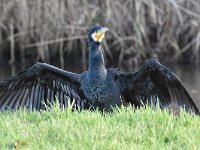 Phalacrocorax carbo 70, Aalscholver, Saxifraga-Luuk Vermeer