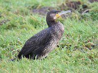 Phalacrocorax carbo 72, Aalscholver, Saxifraga-Luuk Vermeer