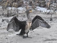 Phalacrocorax carbo 74, Aalscholver, Saxifraga-Luuk Vermeer