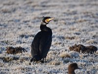 Phalacrocorax carbo 77, Aalscholver, Saxifraga-Luuk Vermeer