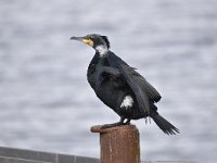 Phalacrocorax carbo 82, Aalscholver, Saxifraga-Luuk Vermeer