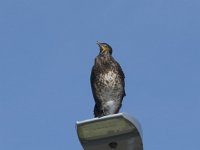 Phalacrocorax carbo 87, Aalscholver, Saxifraga-Willem van Kruijsbergen