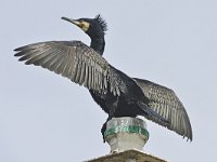 Phalacrocorax carbo 96, Aalscholver, Saxifraga-Tom Heijnen