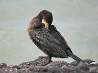 Phalacrocorax carbo 99, Aalscholver, Saxifraga-Tom Heijnen