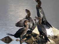 Phalacrocorax pygmeus 3, Dwergaalscholver, Saxifraga-Iztok Skornik