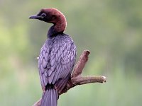 Phalacrocorax pygmeus 4, Dwergaalscholver, Saxifraga-Iztok Skornik