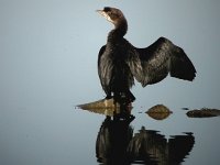 Phalacrocorax pygmeus 5, Dwergaalscholver, Saxifraga-Iztok Skornik