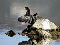 Phalacrocorax pygmeus 6, Dwergaalscholver, Saxifraga-Iztok Skornik