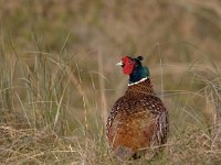 Fazant, Phasianus colchicus; Pheasant  Fazant, Phasianus colchicus; Pheasant : Fazant. jachtvogel, Haan, Phasianus colchicus, Pheasant, Texel, bird, duinen, dunes, hunting, jachtwild, male, mannetje, shooting, vogel, wild