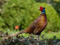 Fazant-M- : Phasianus colchicus, Common Pheasant, Fazant, mannetje