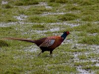 Fazant  Fazant in de Arkemheen : Phasianus colchicus