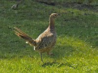 Fazant 01 #46796 : Phasianus colchicus, Common Pheasant, Fazant, female