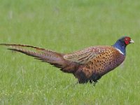 Fazant #46669 : Phasianus colchicus, Common Pheasant, Fazant, male