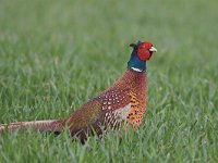 Phasianus colchicus 7, Fazant, male, Saxifraga-Martin Mollet