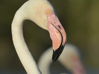 Phoenicopterus roseus 13, Caraibische flamingo, Saxifraga-Tom Heijnen