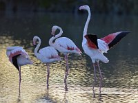 Phoenicopterus roseus 16, Caraibische flamingo, Saxifraga-Tom Heijnen