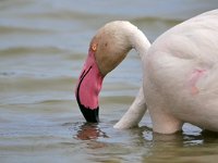 Phoenicopterus roseus 19, Caraibische flamingo, Saxifraga-Tom Heijnen