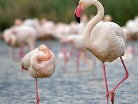 Phoenicopterus roseus 23,Caraibische flamingo, Saxifraga-Tom Heijnen