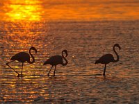 Phoenicopterus roseus 3, Caraibische flamingo, Saxifraga-Tom Heijnen