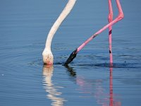 Phoenicopterus roseus 30, Caraibische flamingo, Saxifraga-Tom Heijnen