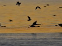 Phoenicopterus roseus 4, Caraibische flamingo, Saxifraga-Tom Heijnen