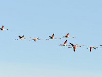 Phoenicopterus roseus 7, Caraibische flamingo, Saxifraga-Tom Heijnen