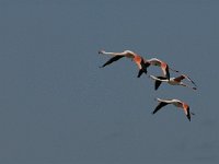 Phoenicopterus ruber 26, Flamingo, Saxifraga-Jan van der Straaten