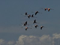 Phoenicopterus ruber 29, Flamingo, Saxifraga-Jan van der Straaten