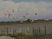 Phoenicopterus ruber 30, Flamingo, Saxifraga-Jan van der Straaten
