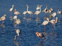 Phoenicopterus ruber 92, Flamingo, Saxifraga-Ed Stikvoort