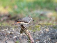 Phoenicurus phoenicurus 129, Gekraagde roodstaart, Saxifraga-Luuk Vermeer