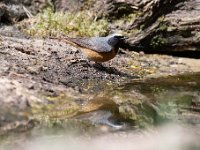 Phoenicurus phoenicurus 21, Gekraagde roodstaart, Saxifraga-Luuk Vermeer