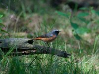 Phoenicurus phoenicurus 31, Gekraagde roodstaart, Saxifraga-Luuk Vermeer