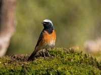 Phoenicurus phoenicurus 37, Gekraagde roodstaart, Saxifraga-Luuk Vermeer