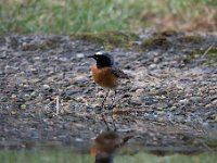 Phoenicurus phoenicurus 59, Gekraagde roodstaart, Saxifraga-Luuk Vermeer