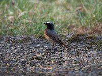 Phoenicurus phoenicurus 60, Gekraagde roodstaart, Saxifraga-Luuk Vermeer