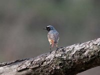 Phoenicurus phoenicurus 61, Gekraagde roodstaart, Saxifraga-Luuk Vermeer